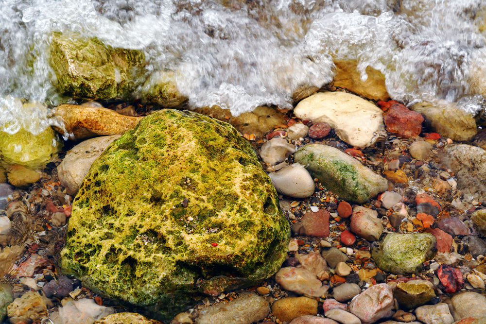 Sea Moss's Amazing Benefits