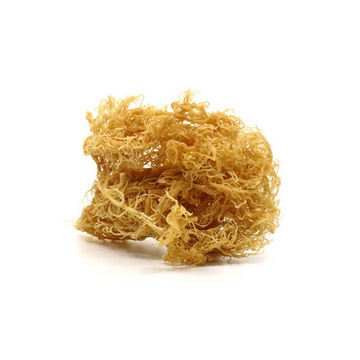 St. Lucia Wildcrafted Raw Sea Moss Shop Essential Sea Moss 